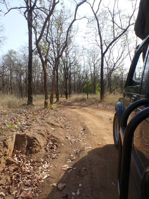 drive jeeps in Satpura Tiger Reserve